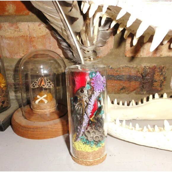 Cicada Wasp Nest & Carpenter Bee Oddity Jar curiosity dome insect taxidermy goth - Picture 8 of 15